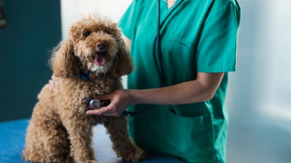 pneumonia in dogs; a dog’s lungs are examined by their veterinarian.  